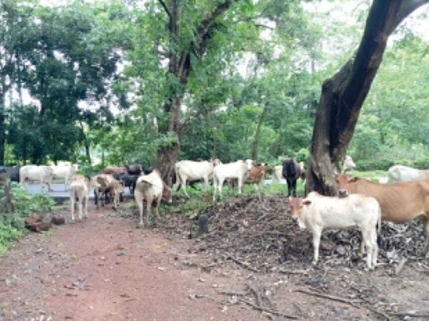 New speed breakers – potholes and stray cattle 1 New speed breakers – potholes and stray cattle