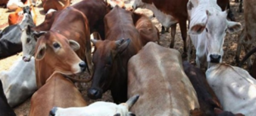 Newly-formed Association opposes cow slaughter