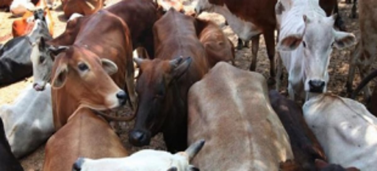 Newly-formed Association opposes cow slaughter