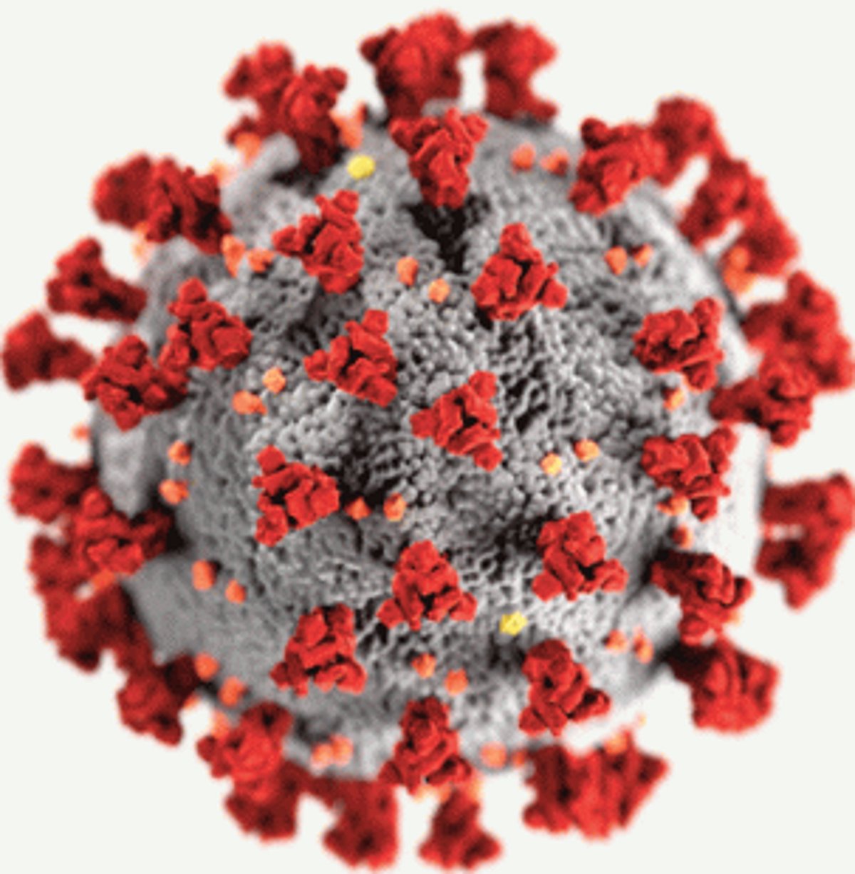 No Covid-related curbs in State till January 2, says CM