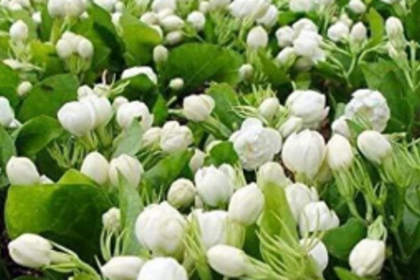 No Special Scheme Yet for Jasmine Farmers in Goa, Admits Agriculture Minister Ravi Naik