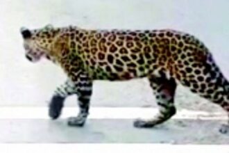 No conflict: Simple case of insensitive humans destroying animal habitats