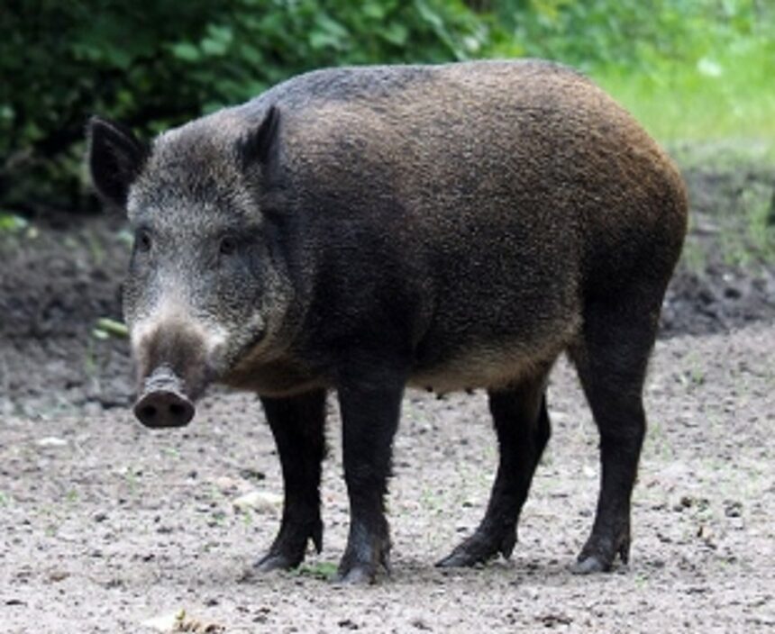 No decision on wild boar as vermin: AG