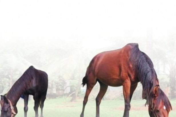 No place for neigh-sayers in this equine  paradise