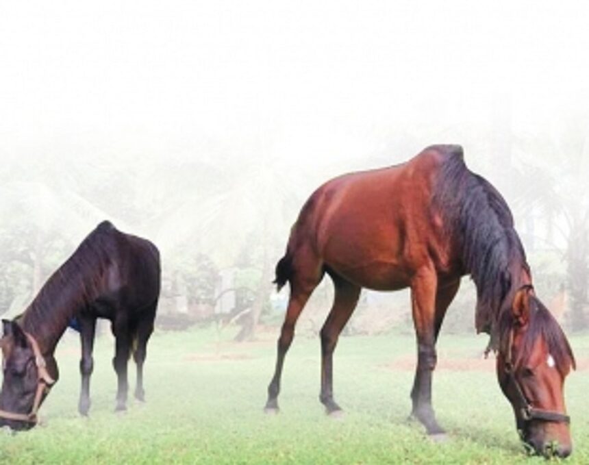 No place for neigh-sayers in this equine  paradise