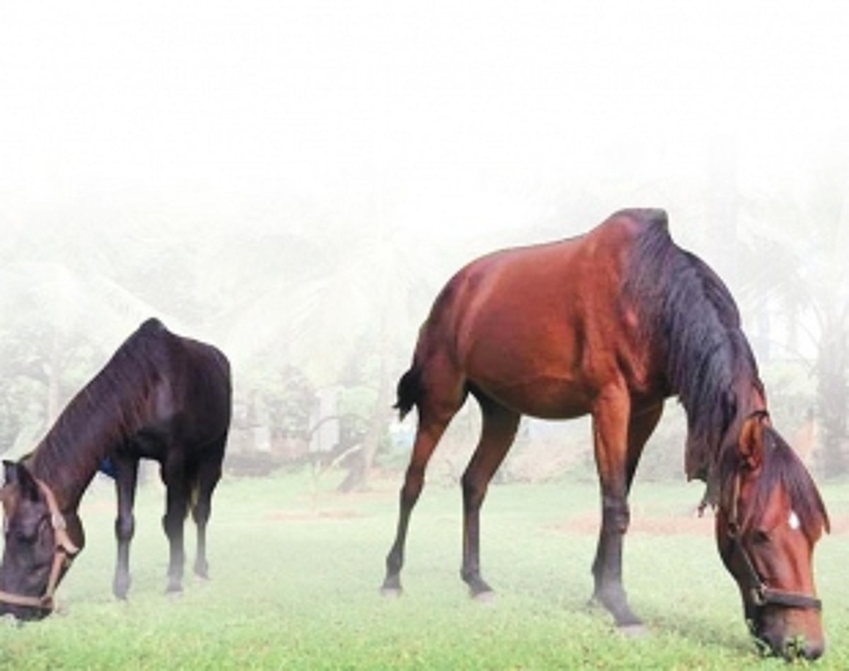 No place for neigh-sayers in this equine  paradise