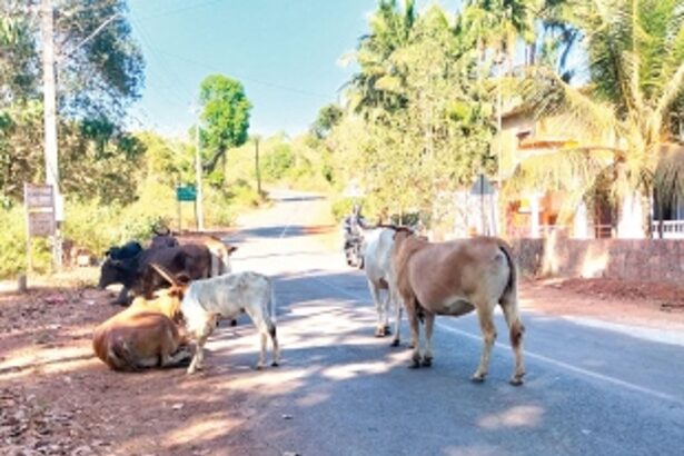 No place to rest, Pernem’s ‘holy cows’ continue to loiter on streets