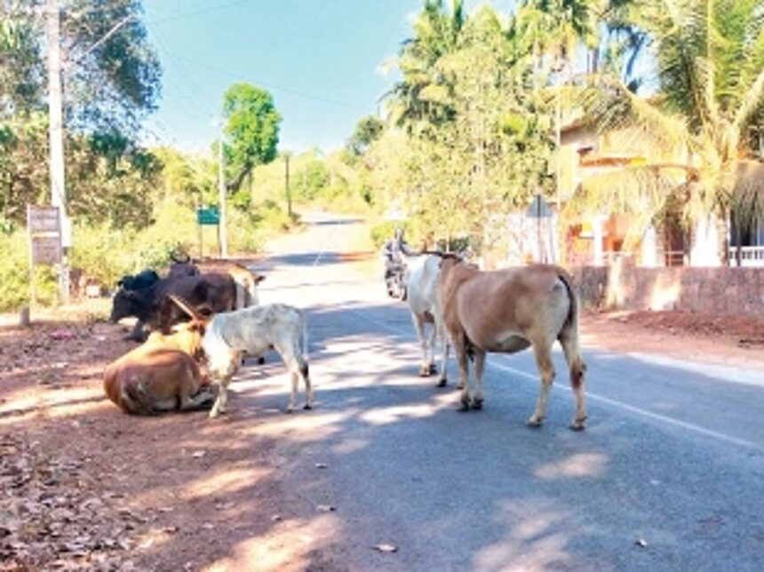 No place to rest, Pernem’s ‘holy cows’ continue to loiter on streets