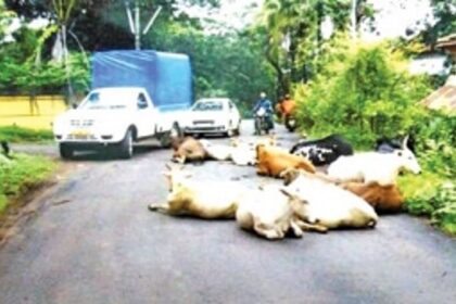 No shelter for these strays