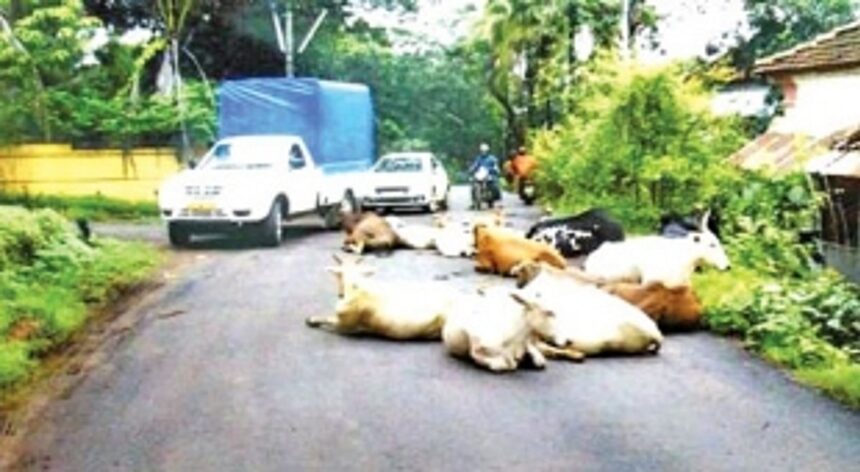 No shelter for these strays