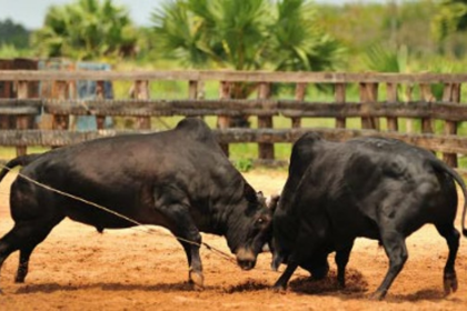 North Goa Forms Special Committees to Crack Down on Illegal Bullfighting (Dhirio)
