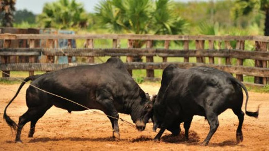 North Goa Forms Special Committees to Crack Down on Illegal Bullfighting (Dhirio)