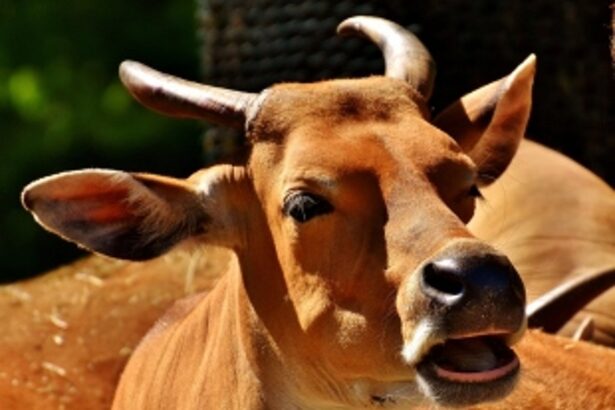 Not again! Clarify what the beef ban entails