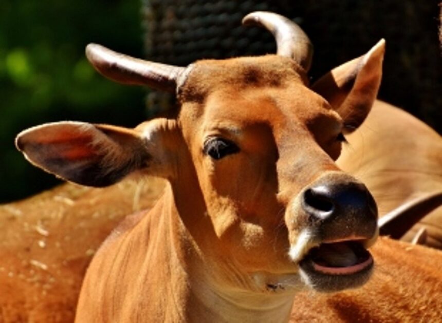 Not again! Clarify what the beef ban entails