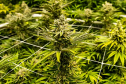 Not many from ruling dispensation favoured cannabis plantation