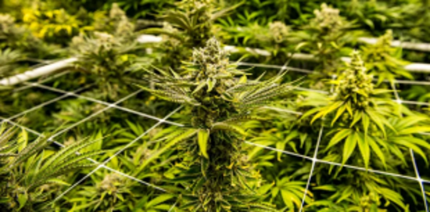 Not many from ruling dispensation favoured cannabis plantation