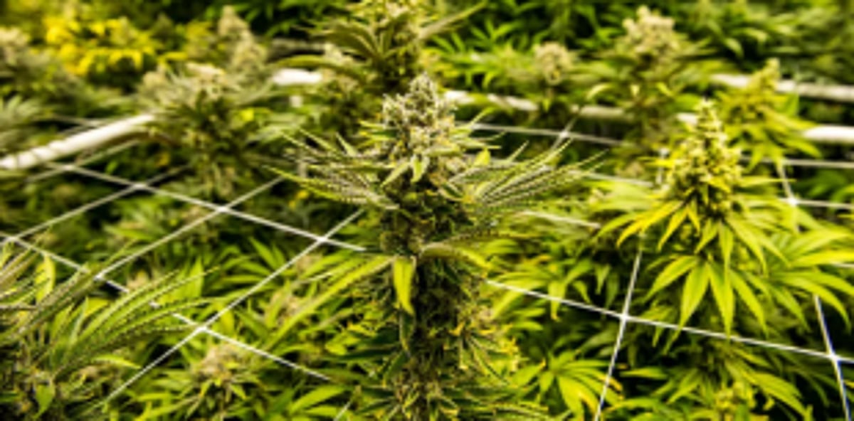 Not many from ruling dispensation favoured cannabis plantation