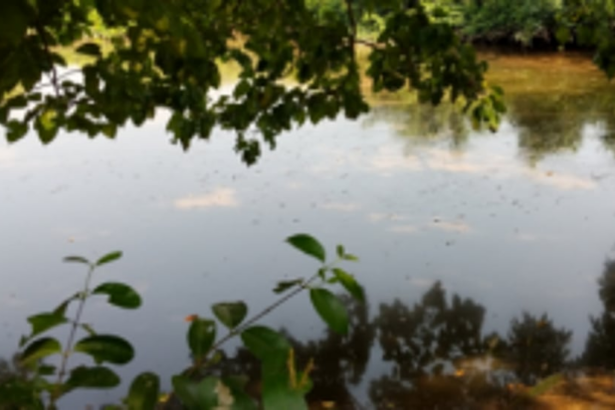 Notify before passing any plan around Wetlands: GSWA to  State administrations