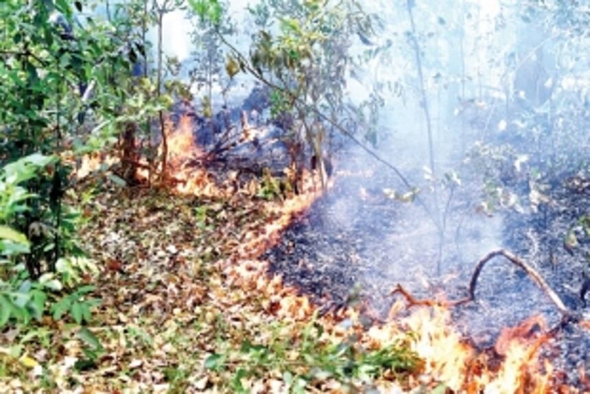 Now a monitoring committee to ‘address issues’ arising out of the Mhadei fires 1 Now a monitoring committee to ‘address issues’ arising out of the Mhadei fires