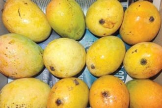 Now, comman man can feast on Mankurad mangoes as prices drop to Rs 500 per dozen