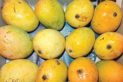 Now, comman man can feast on Mankurad mangoes as prices drop to Rs 500 per dozen
