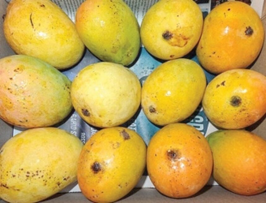 Now, comman man can feast on Mankurad mangoes as prices drop to Rs 500 per dozen 1 Now, comman man can feast on Mankurad mangoes as prices drop to Rs 500 per dozen
