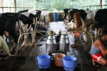 Now, dairy farmers, gaushala operators have to obtain GSPCB consent within 30 days