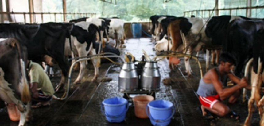 Now, dairy farmers, gaushala operators have to obtain GSPCB consent within 30 days