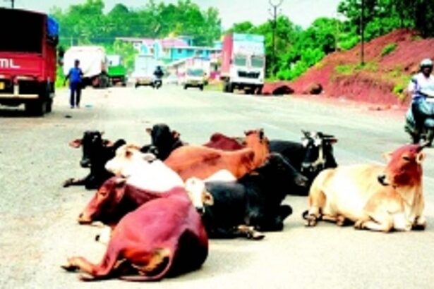 Now, residents of Nirankal-Betora worry about disappearance of stray cattle