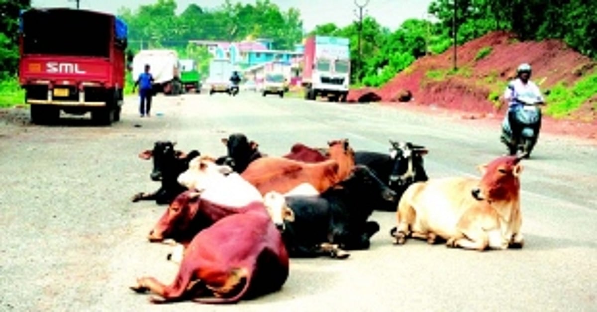 Now, residents of Nirankal-Betora worry about disappearance of stray cattle