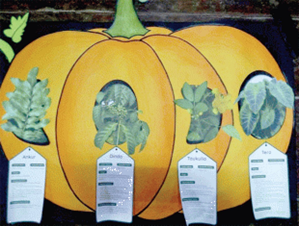 Nurturing the love for plants