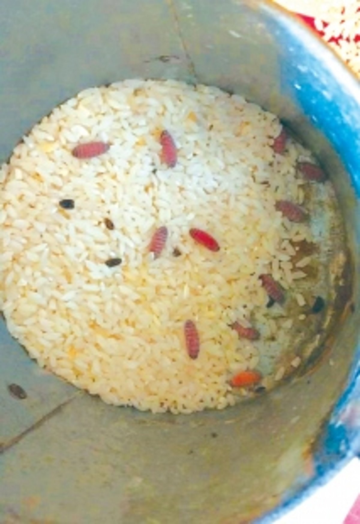 O Heraldo finds more maggot-filled foodgrains in shops, but civil supplies dept lives in denial