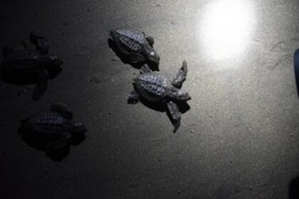 O live the Ridleys: Turtles in Goa find friends in shack owners thanks to this man