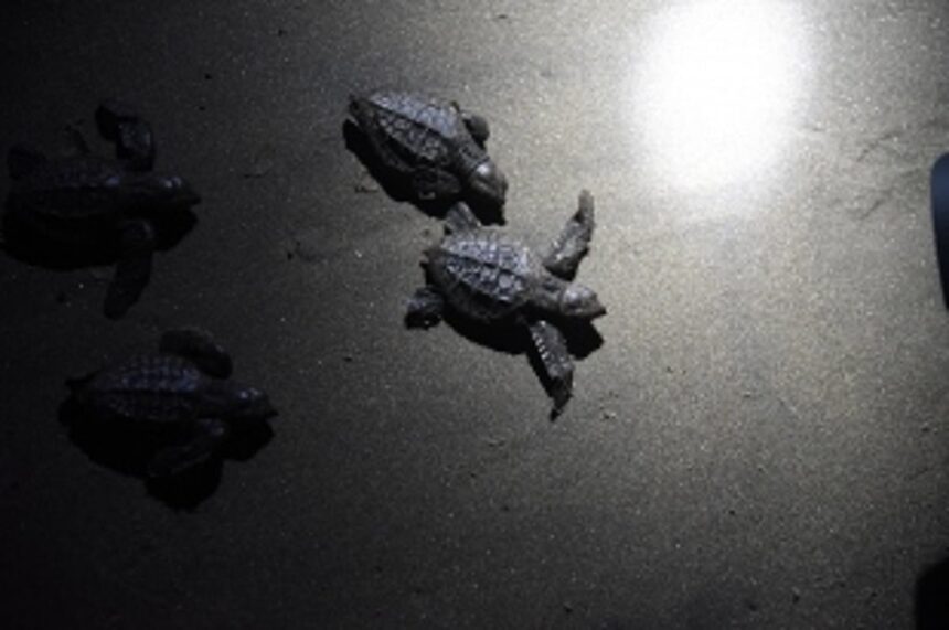 O live the Ridleys: Turtles in Goa find friends in shack owners thanks to this man