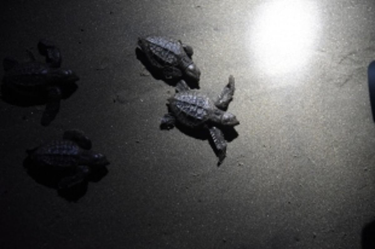 O live the Ridleys: Turtles in Goa find friends in shack owners thanks to this man