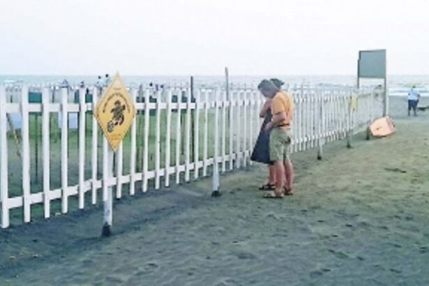 Of 7,869 turtle eggs laid at Morjim, 2,095 go ‘stolen’