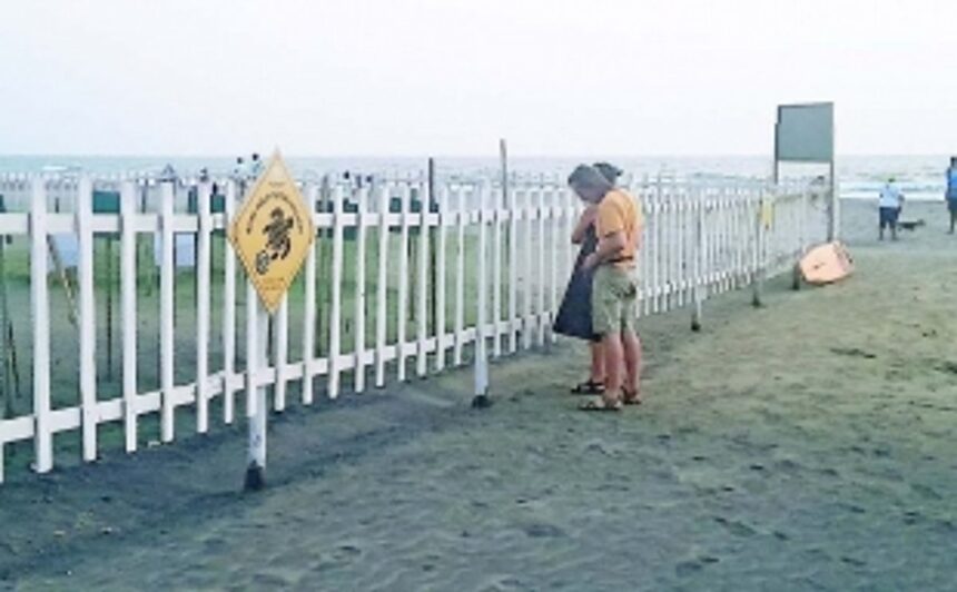 Of 7,869 turtle eggs laid at Morjim, 2,095 go ‘stolen’