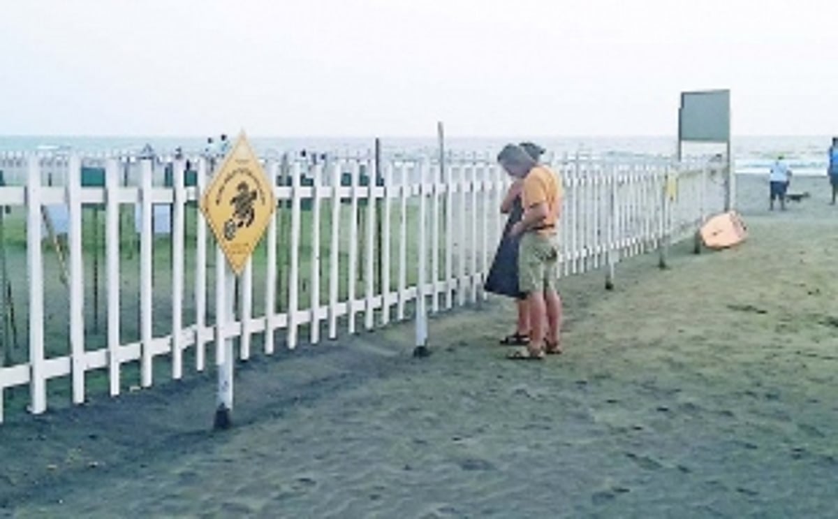 Of 7,869 turtle eggs laid at Morjim, 2,095 go ‘stolen’