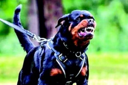 Official ‘contradicts’ CM’s remark on banning certain breed of canines, says domestication may be regulated