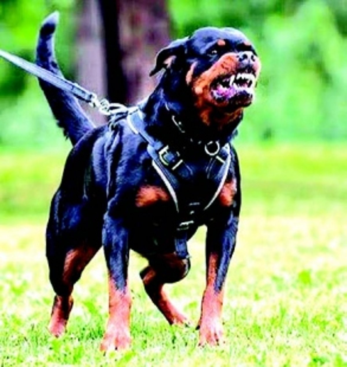Official ‘contradicts’ CM’s remark on banning certain breed of canines, says domestication may be regulated
