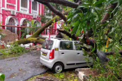 Officials turned ‘deaf‘ to tree trimming despite cyclone warning, claims councillor