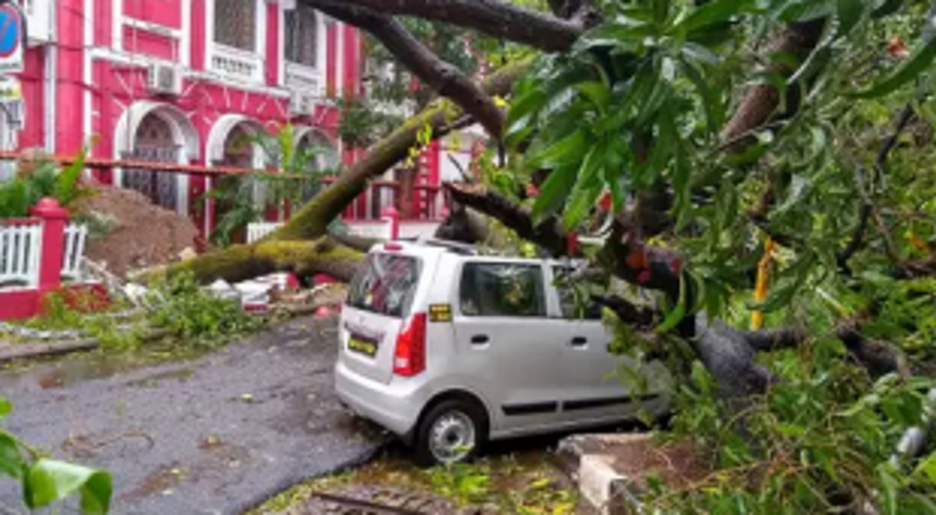 Officials turned ‘deaf‘ to tree trimming despite cyclone warning, claims councillor 1 Officials turned ‘deaf‘ to tree trimming despite cyclone warning, claims councillor