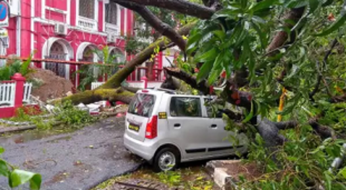 Officials turned ‘deaf‘ to tree trimming despite cyclone warning, claims councillor