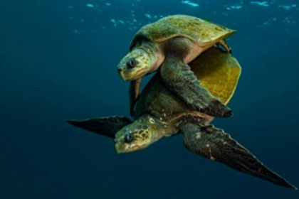 Olive Ridley Numbers Fall Sharply at Mahiri Beach; Activists Blame Parties, Police Inaction