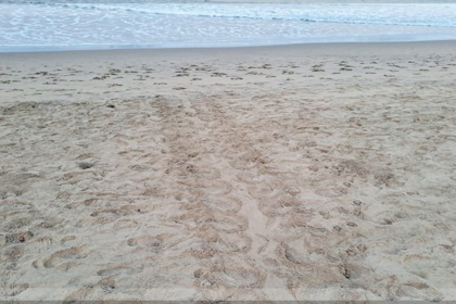 Olive Ridley Turtles Lay 115 Eggs on Anjuna-Vagator Beach, Nesting Season Begins