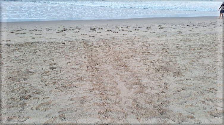 Olive Ridley Turtles Lay 115 Eggs on Anjuna-Vagator Beach, Nesting Season Begins 1 Olive Ridley Turtles Lay 115 Eggs on Anjuna-Vagator Beach, Nesting Season Begins