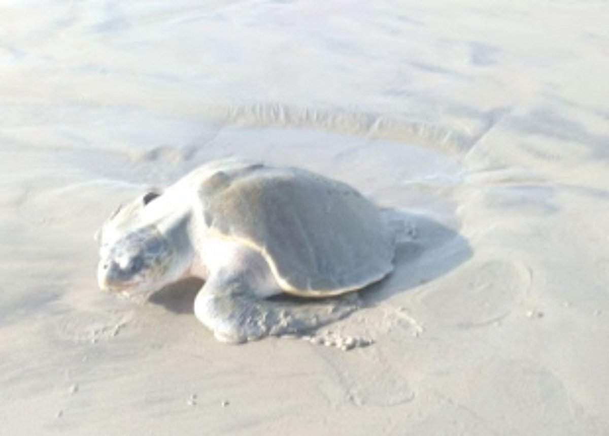 Olive Ridley Turtles lay eggs at Morjim, Vagator beaches