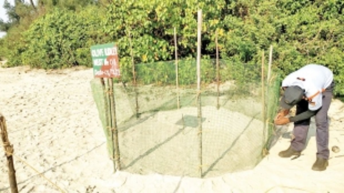 Olive Ridley arrives at Ashvem turtle nesting site