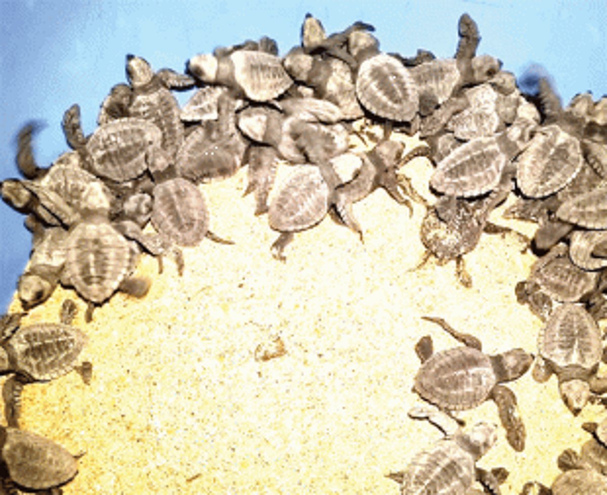 Olive Ridley hatchlings released at Velsao Beach