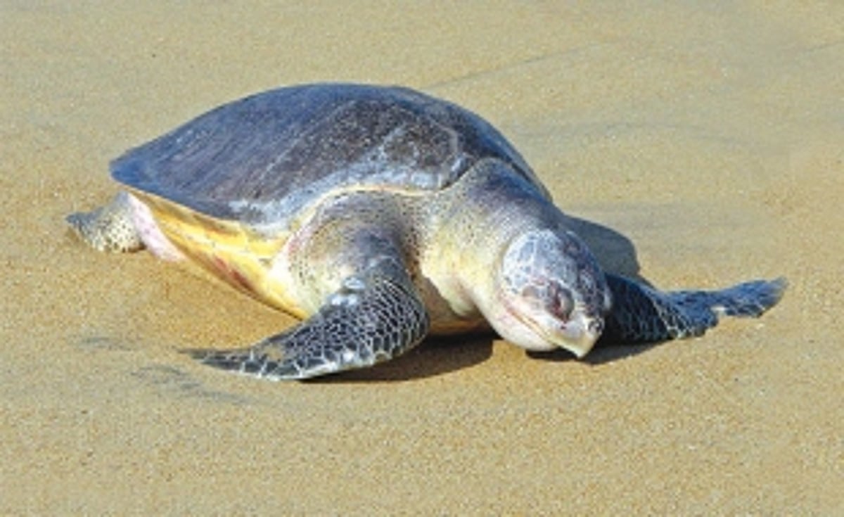 Olive Ridley keeps date  with Galgibaga beach